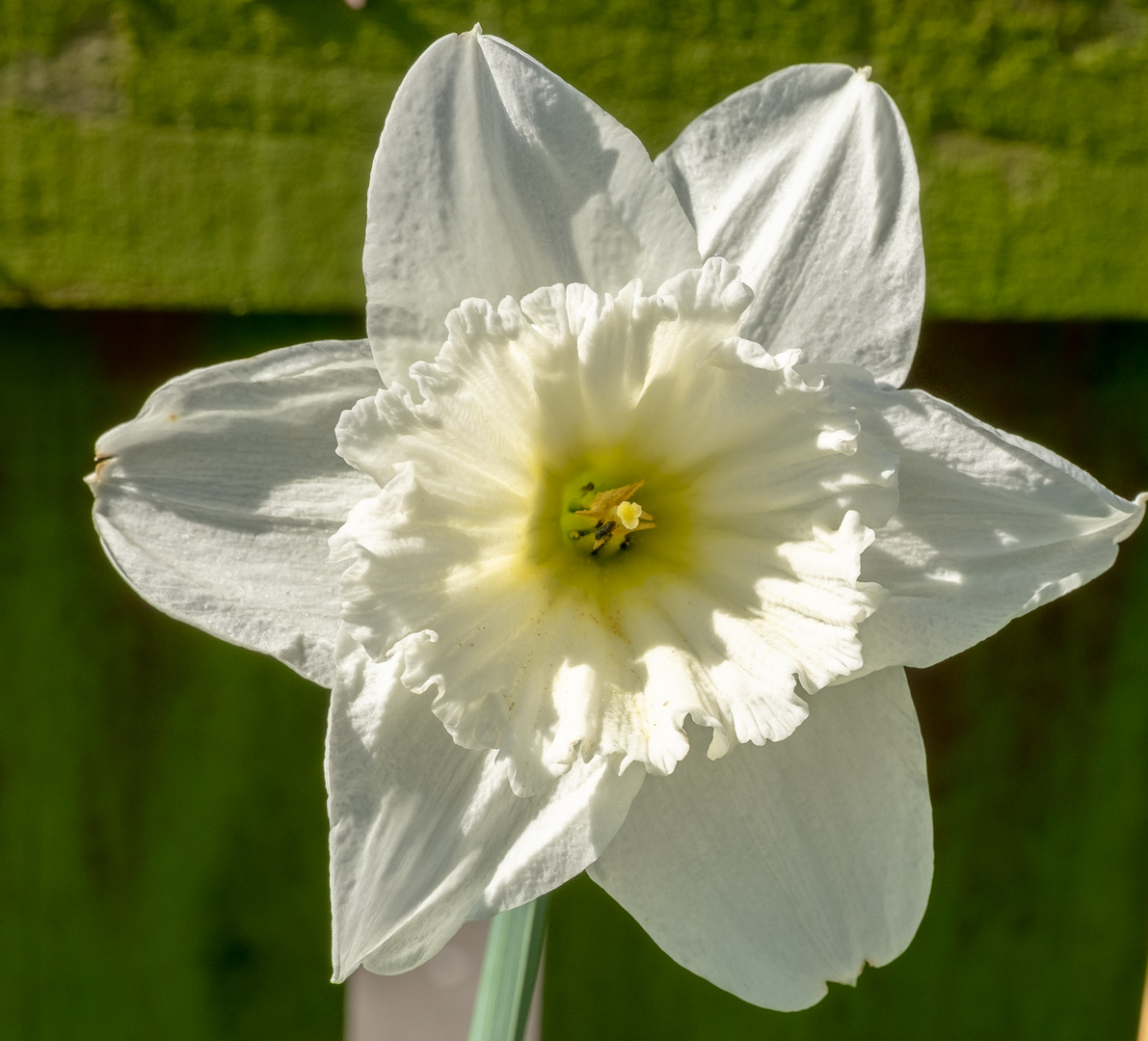 "White Narcissus"