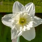 "White Narcissus"