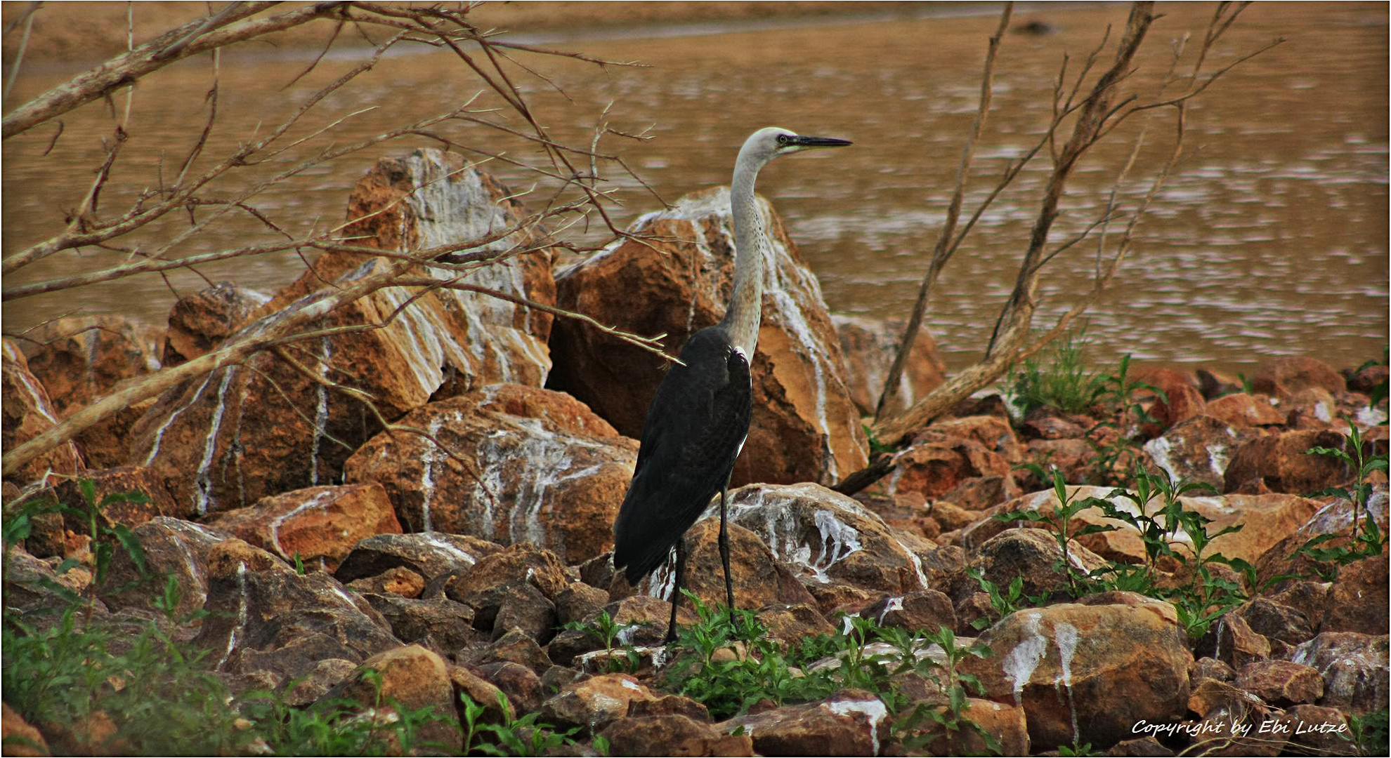 * white necked Heron at Cooper Creek *