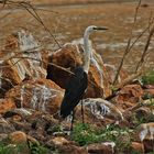 * white necked Heron at Cooper Creek *