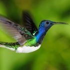 White-necked Jacobin