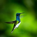 White Necked Jacobin