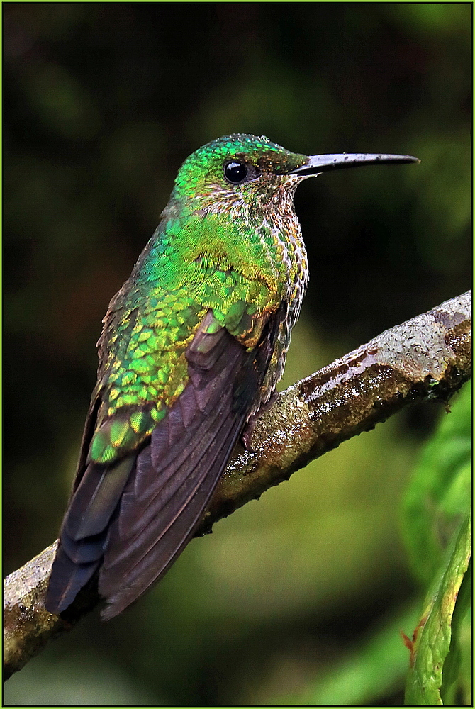 White necked Jacobin