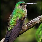 White necked Jacobin