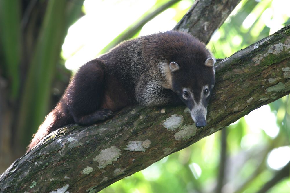 White-nosed Coati (Nasua narica)