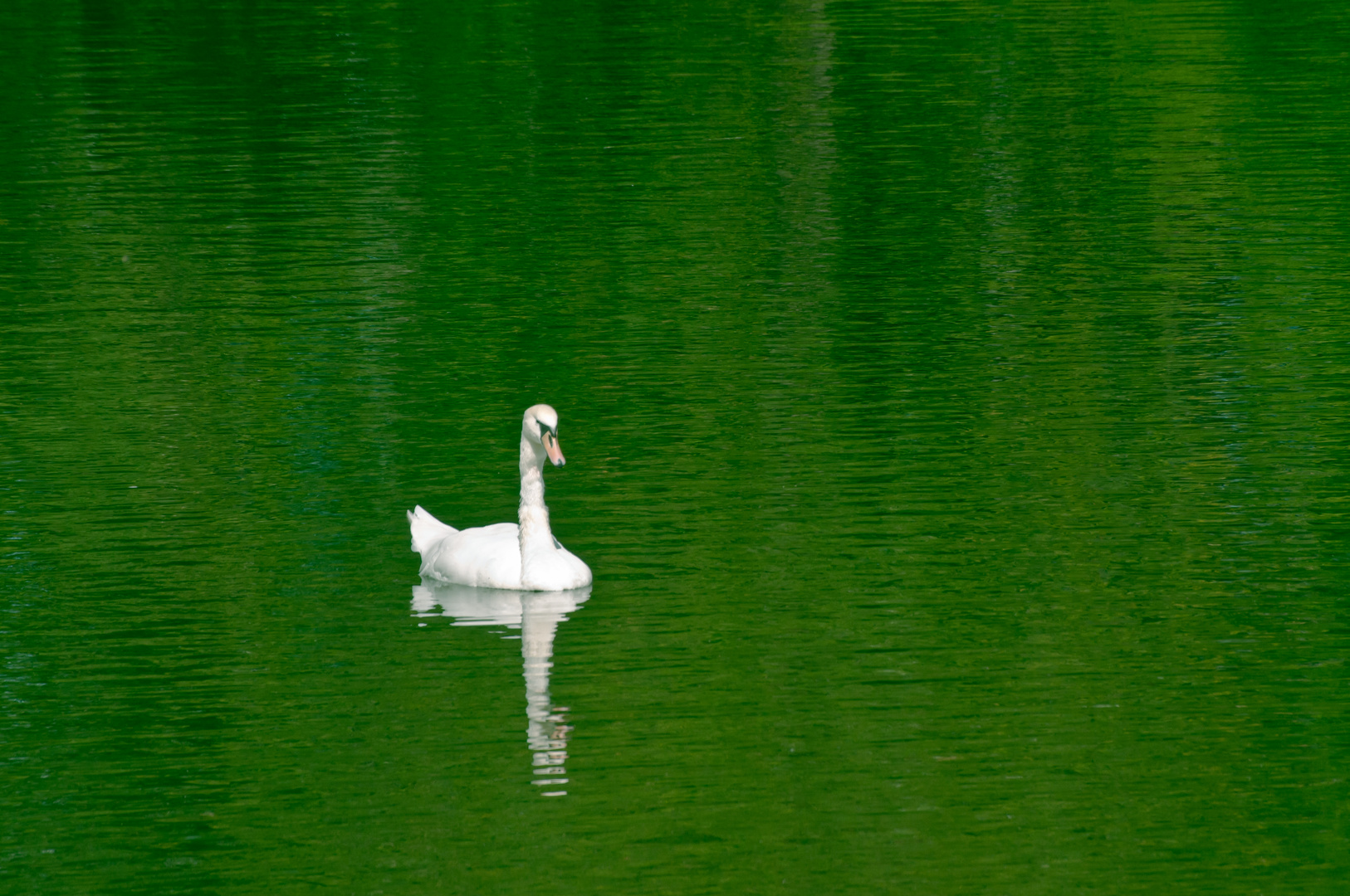 white on green