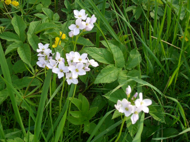 white on green