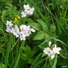 white on green