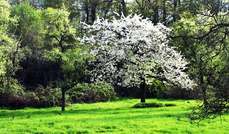 White on Green