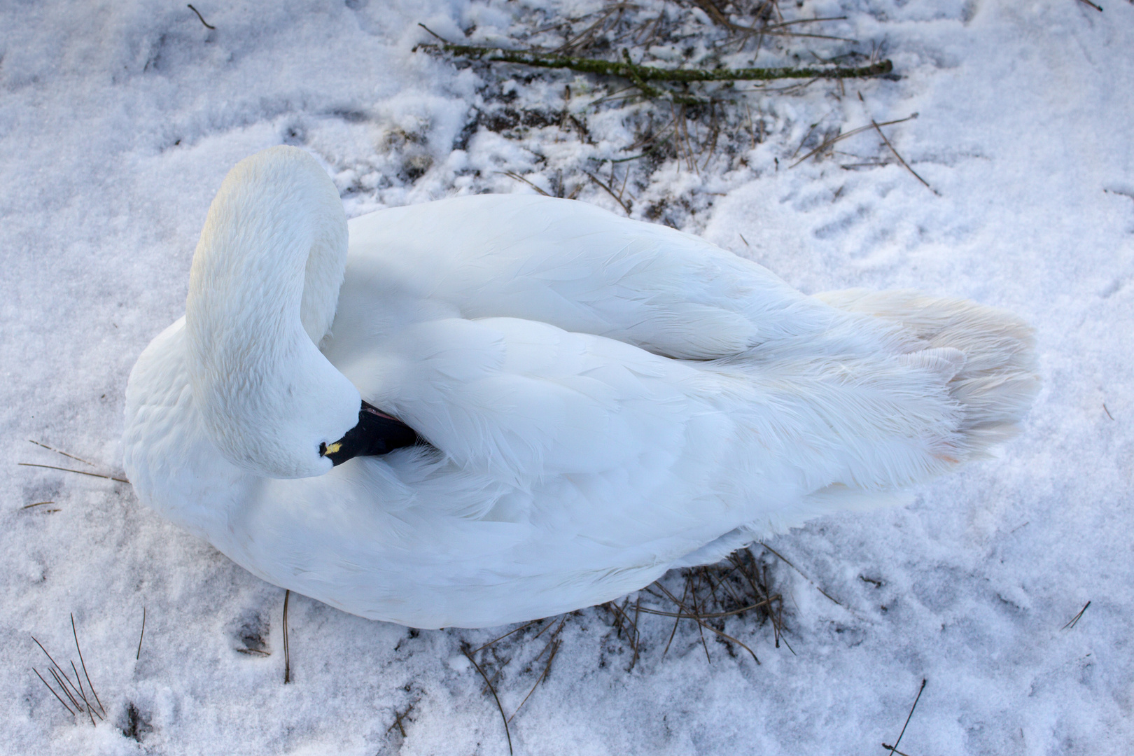 White on White