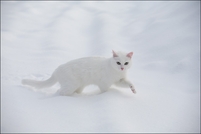 white on white