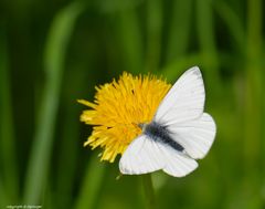 white on yellow