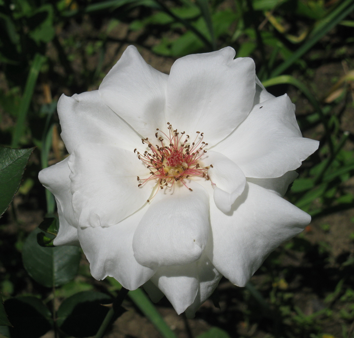 white open rose