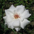 white open rose