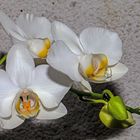 White Orchid