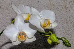 White Orchid