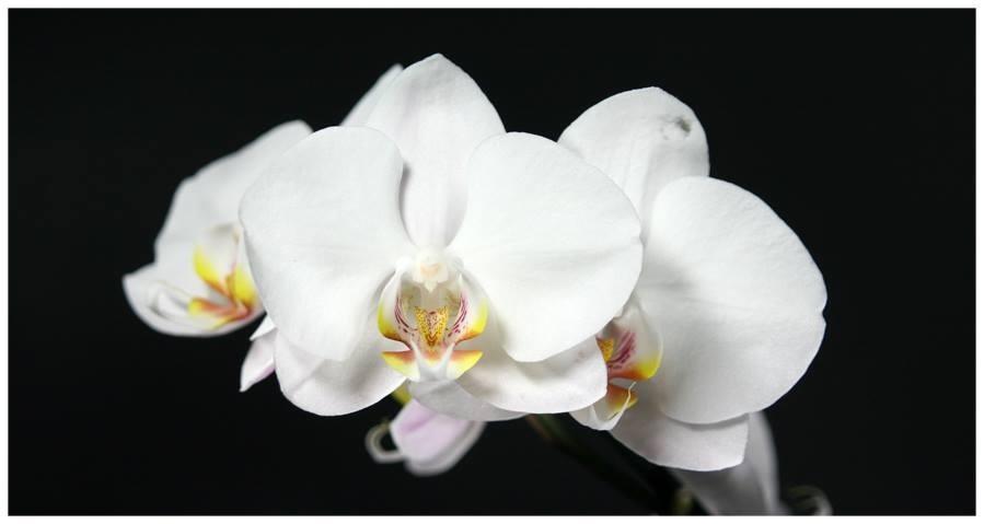 White Orchid