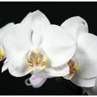 White Orchid