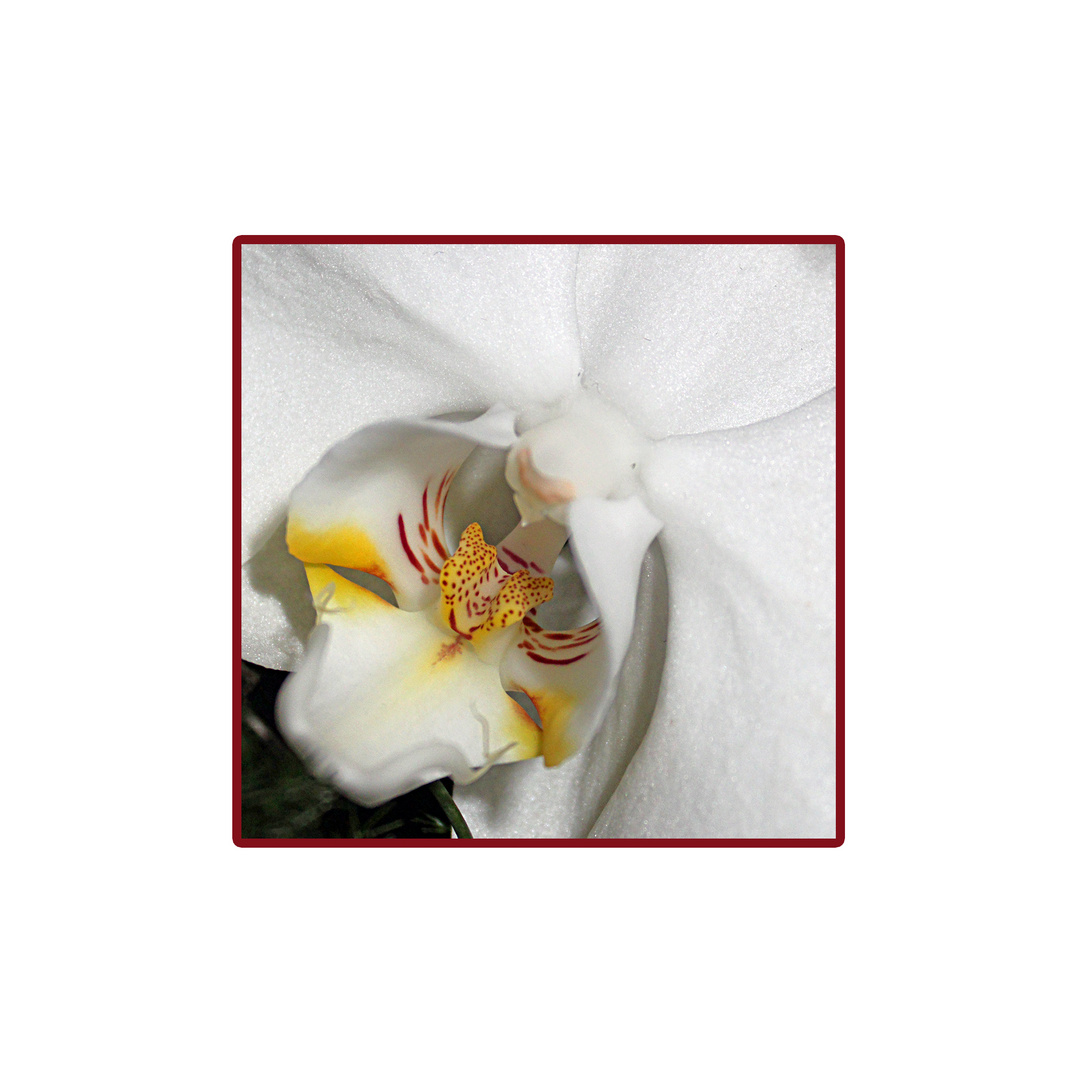 ***white orchid***