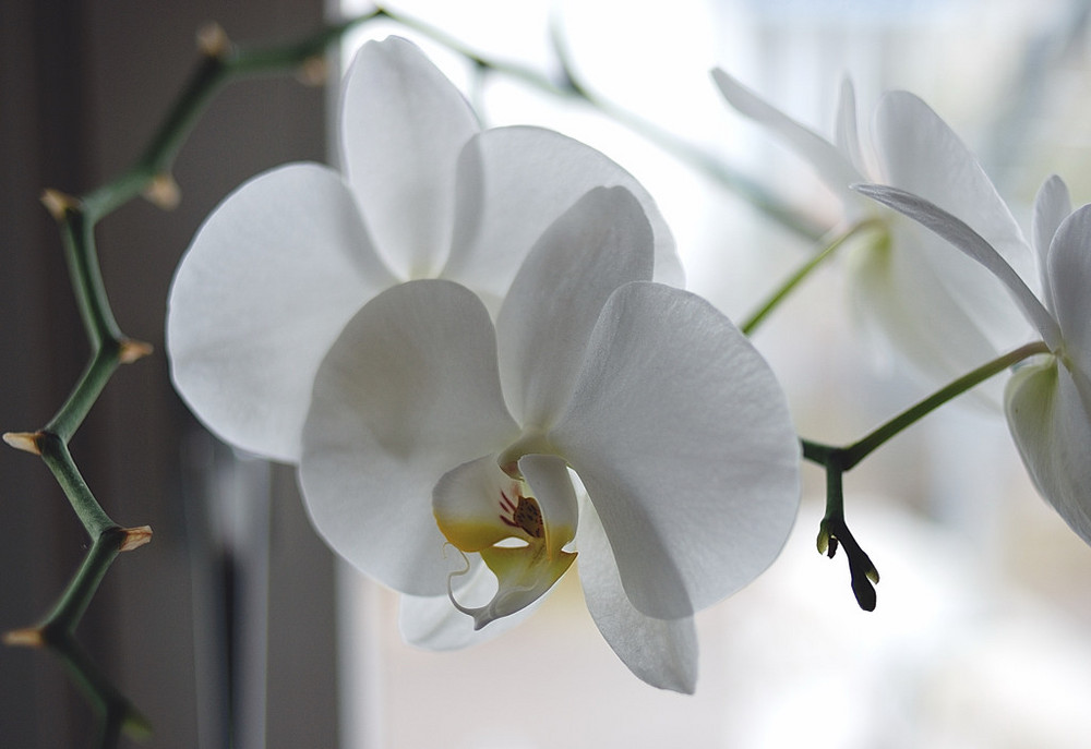 white orchid