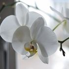 white orchid