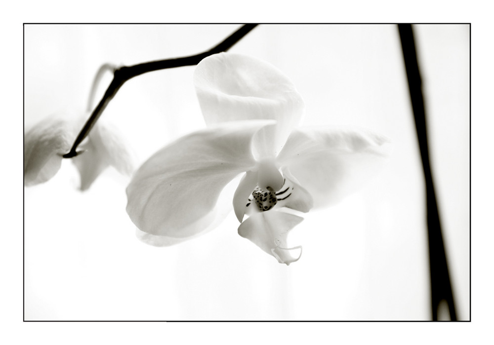 [ white orchid ]