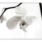 [ white orchid ]
