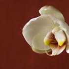 White orchid