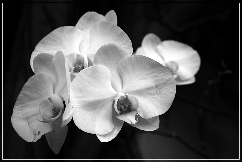 White Orchid