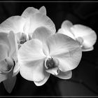 White Orchid