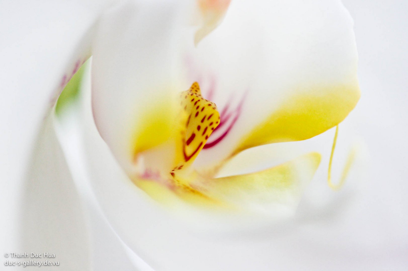 White Orchid