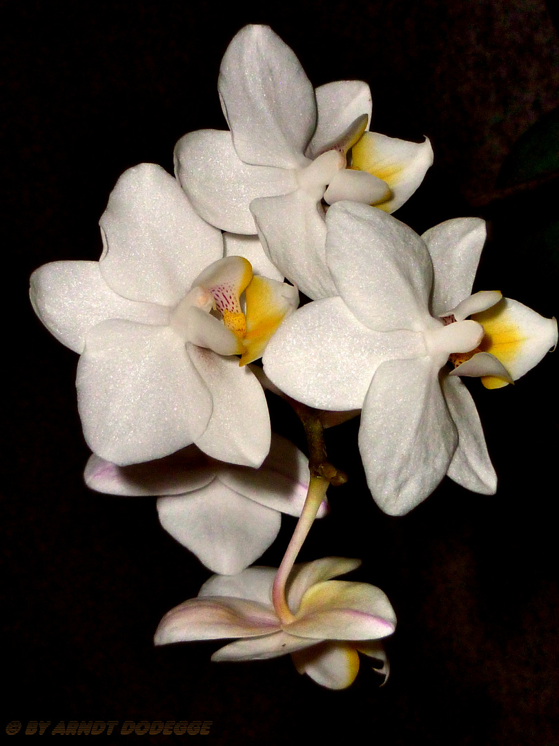 White orchid