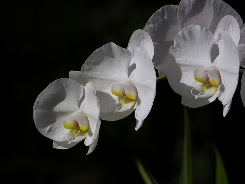 White Orchid