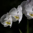 White Orchid