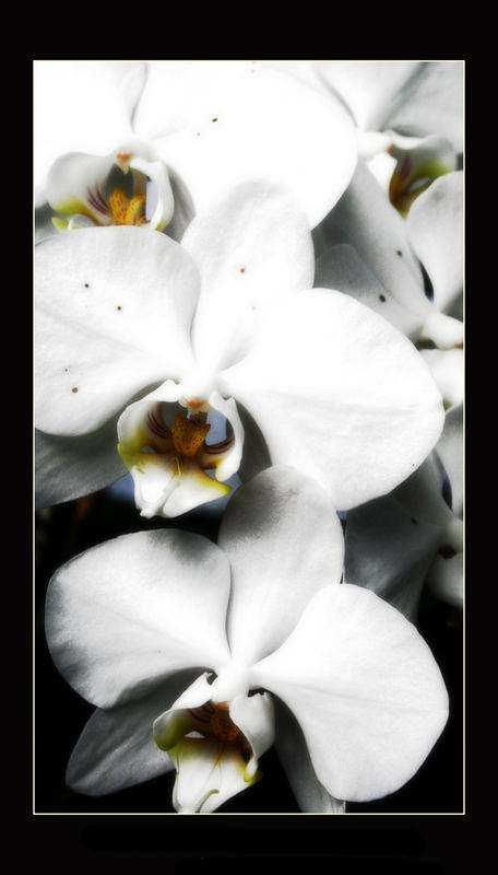 White Orchid