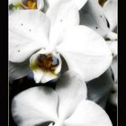 White Orchid