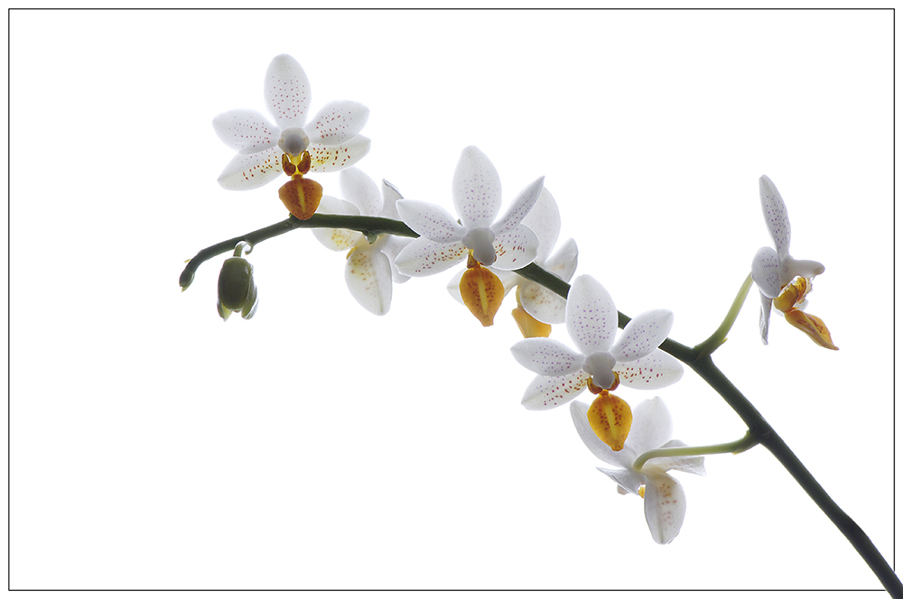 White Orchid