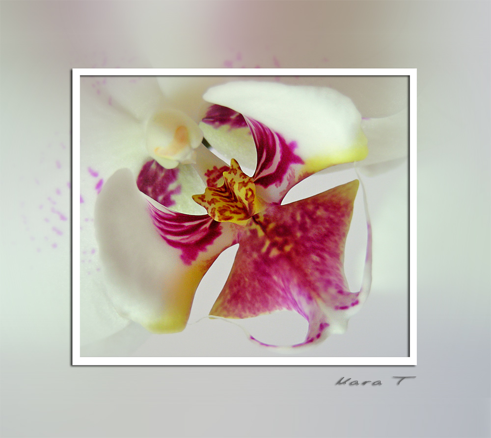 White Orchid