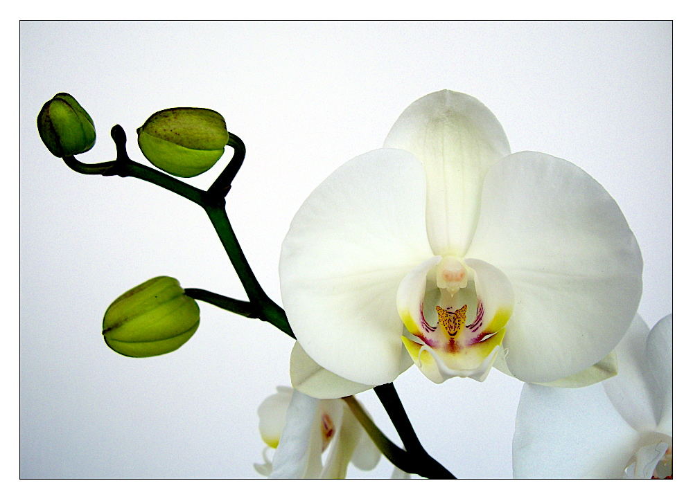 White Orchid