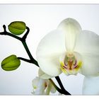 White Orchid