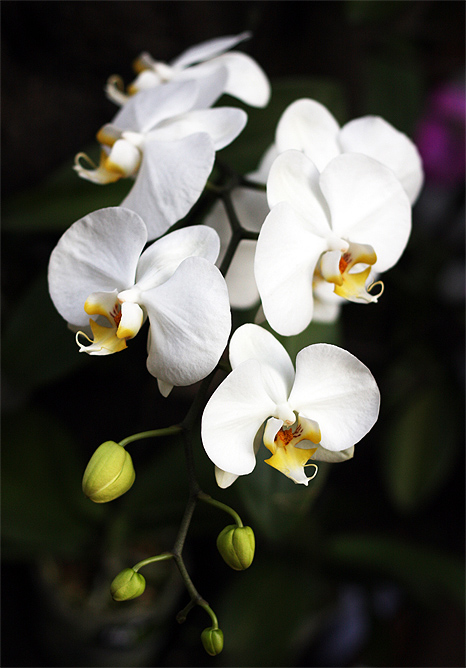 white orchid