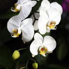 white orchid