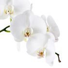 White Orchid I