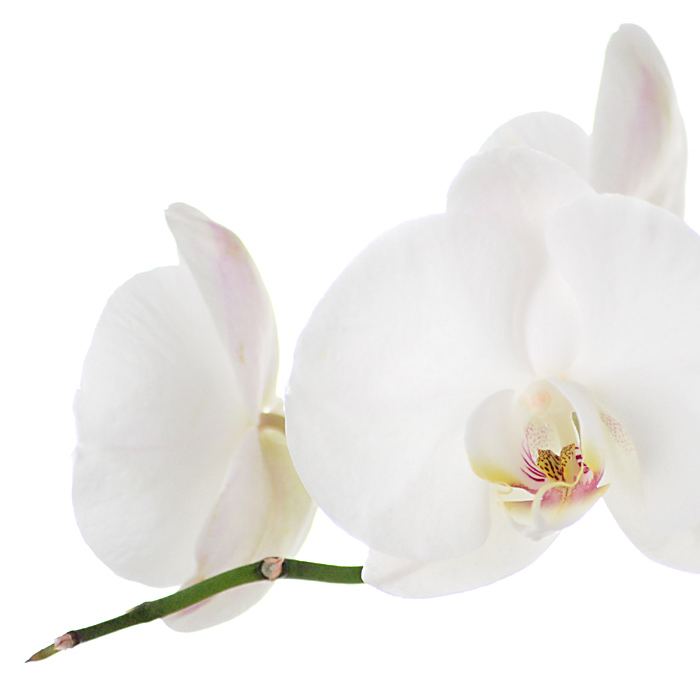 White Orchid II