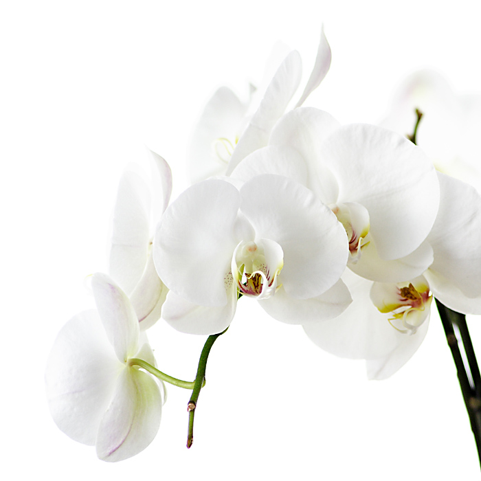White Orchid III