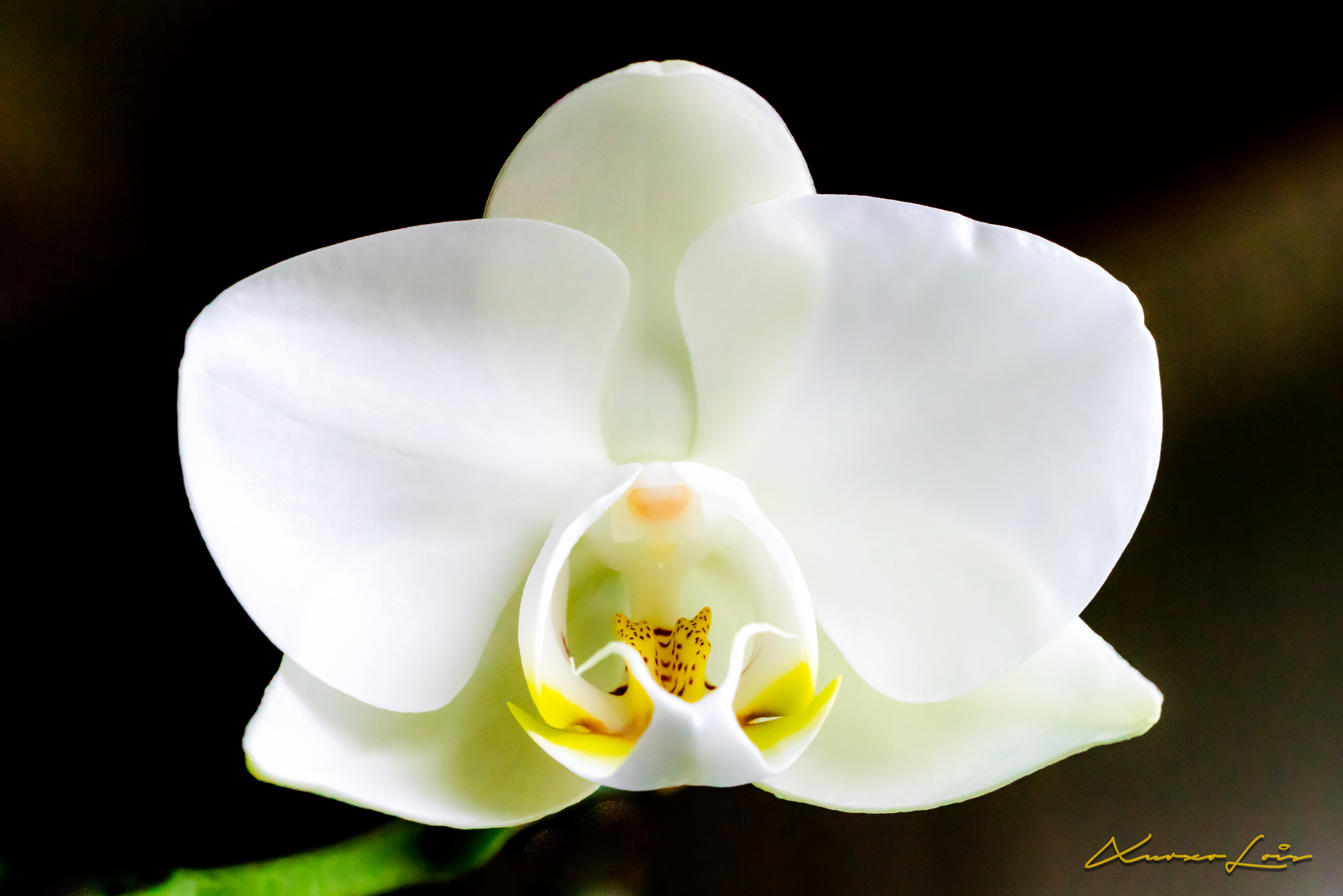 White orchidea