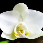 White orchidea