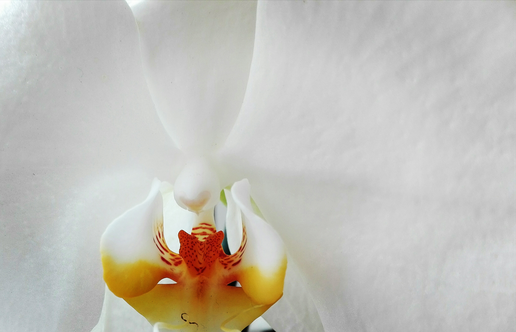 white orchideen 