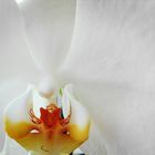 white orchideen 