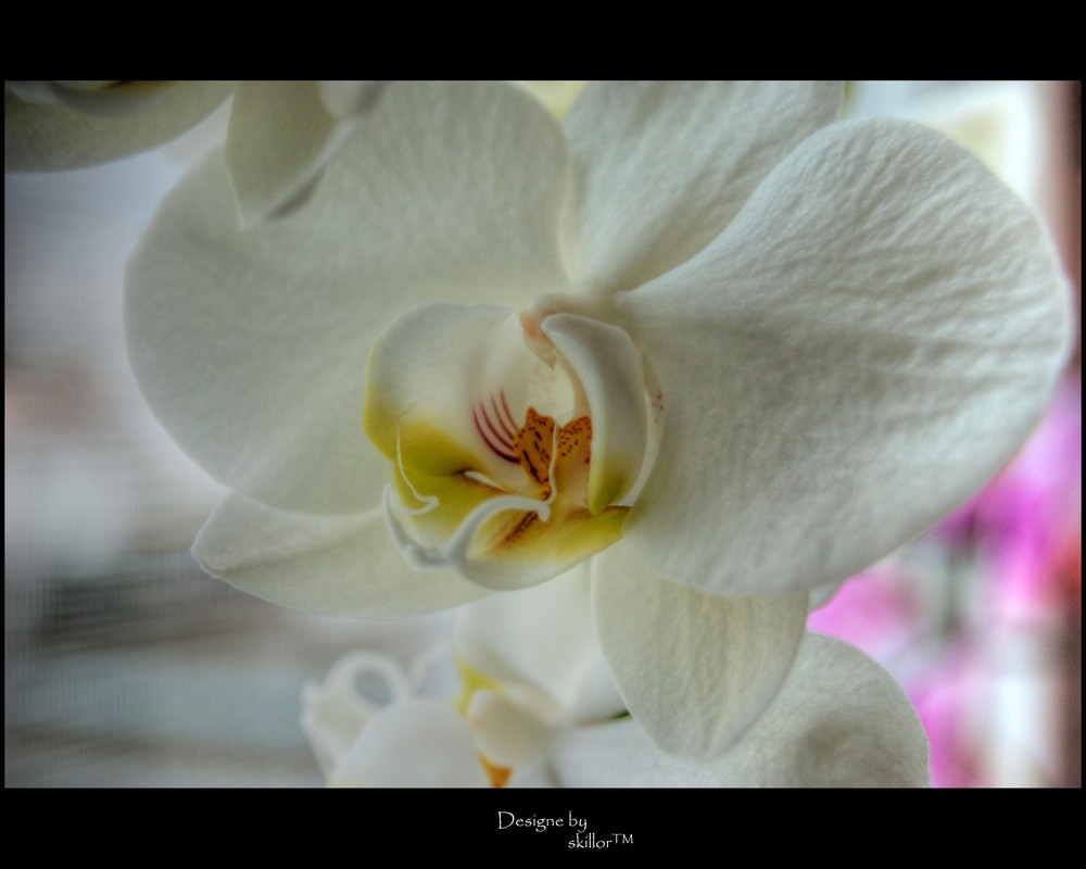 White Orchideen